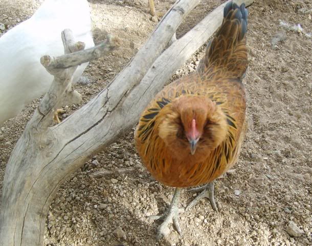 gardenchickens004-1.jpg