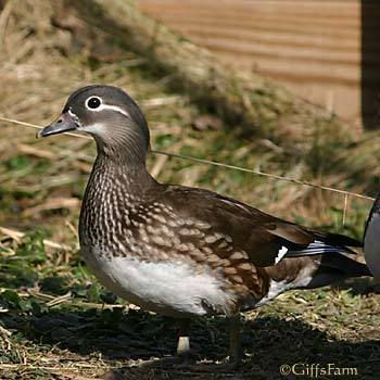 mandarin-hen.jpg