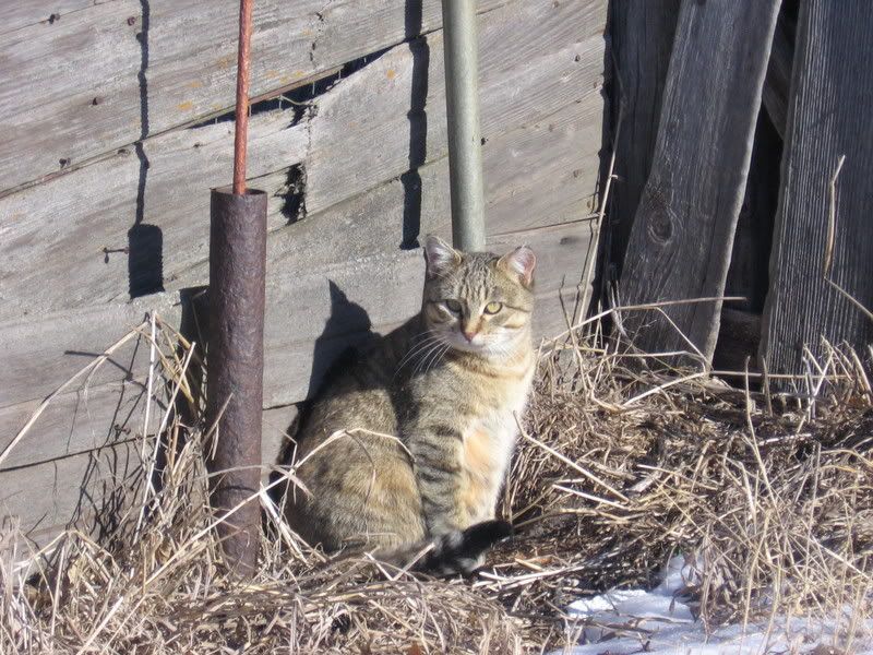 Tigger4.jpg