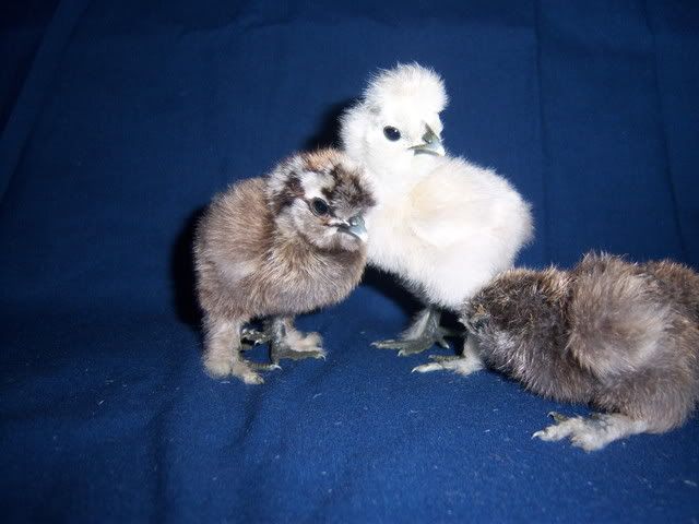 silkies024.jpg
