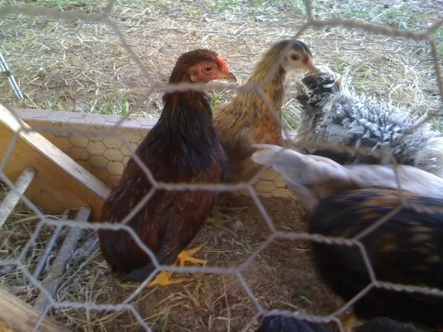 araucana.jpg