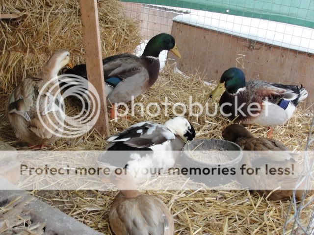 DSC07080.jpg
