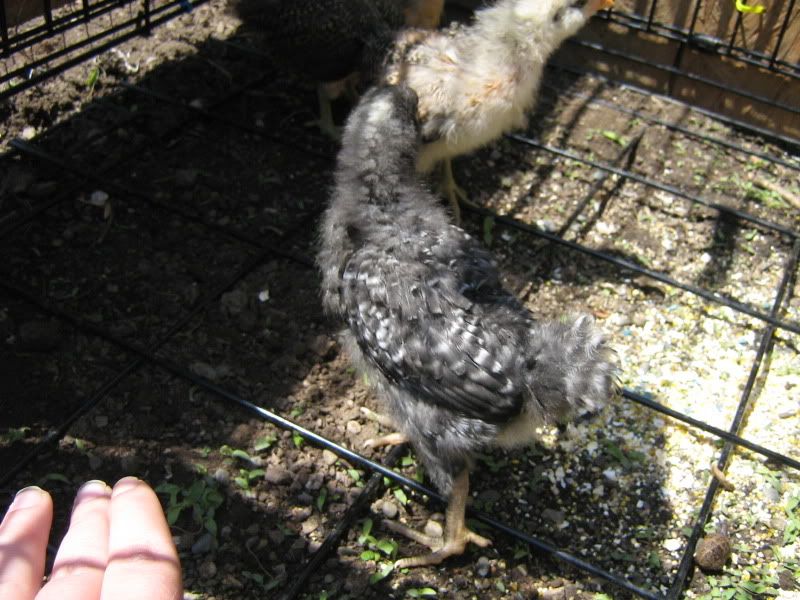 Chicks3Weeks003.jpg