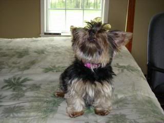 Gracie002Small.jpg
