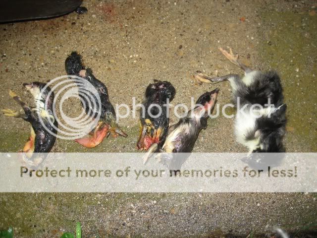 deadbabychicks.jpg