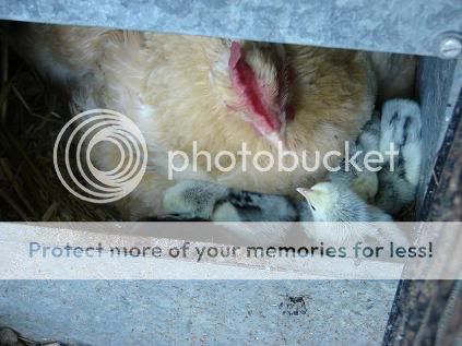 chicks2.jpg