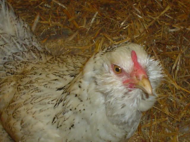 CHICKENS037.jpg