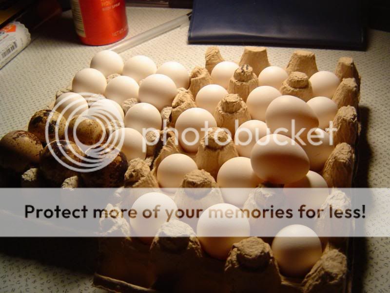 Quail2010001.jpg