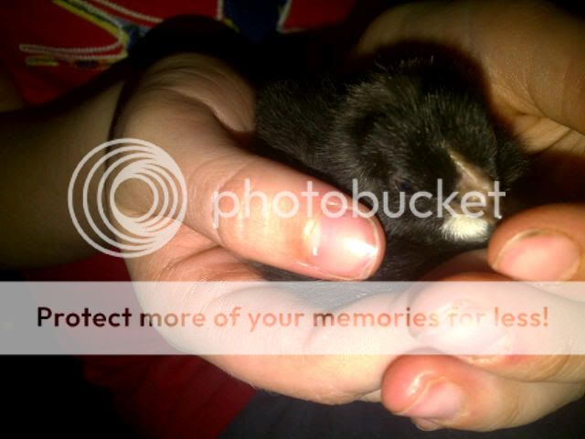 chick3.jpg