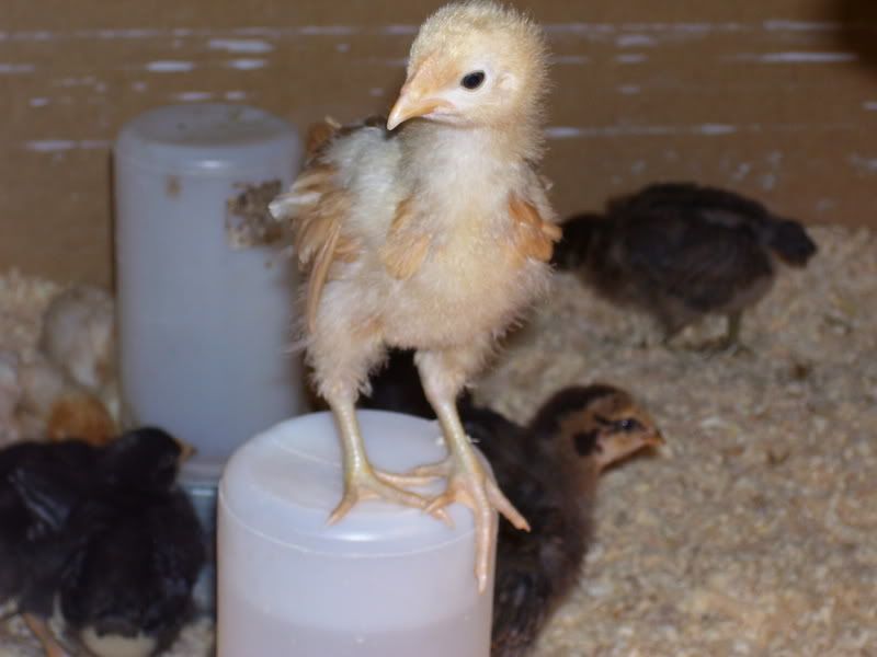 Chicks3.jpg