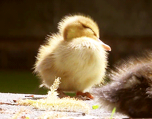 tumblr_mmyt1g56ax1soxpwho1_400.gif