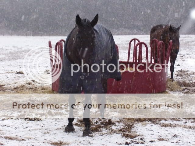 snow08004.jpg