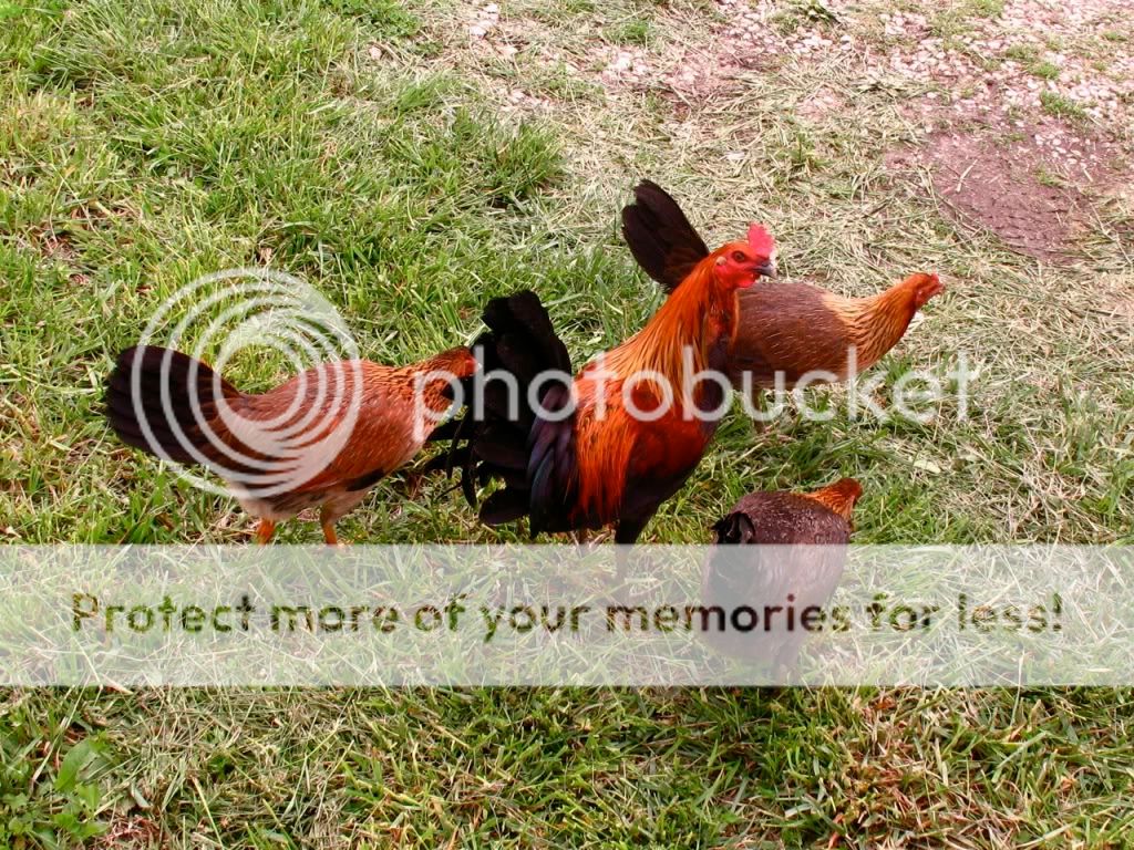IMG_4571.jpg