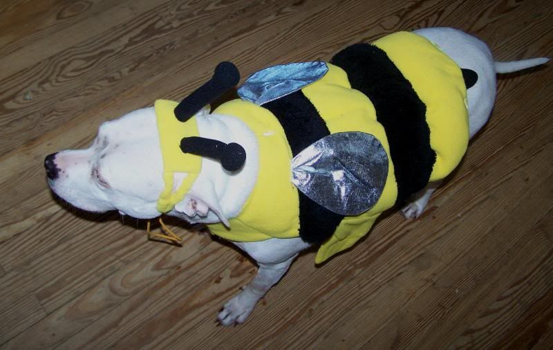 bee6.jpg