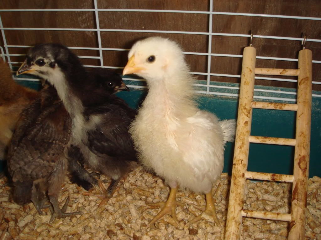 Chicks74and2wks15.jpg