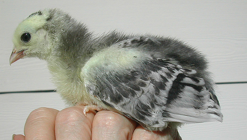 51609498lakenvelder_chick.jpg