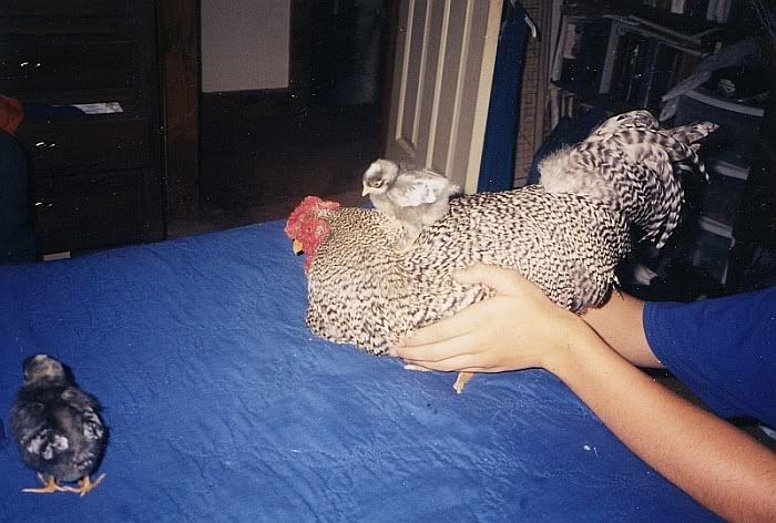 chicks0003.jpg
