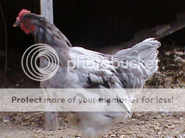 DSC00012.jpg