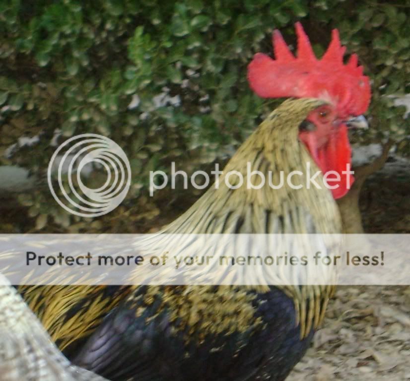 birchen2.jpg
