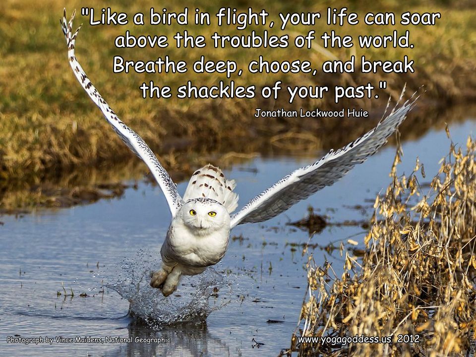 snowy-owl.jpg