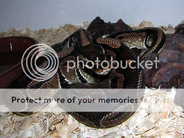ballphyton.jpg