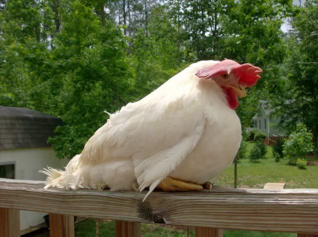 garden020.jpg