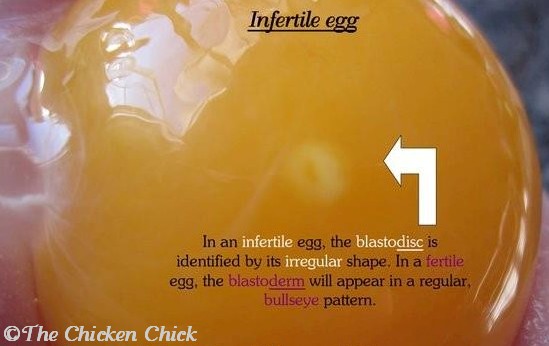 Infertile+Egg.jpg