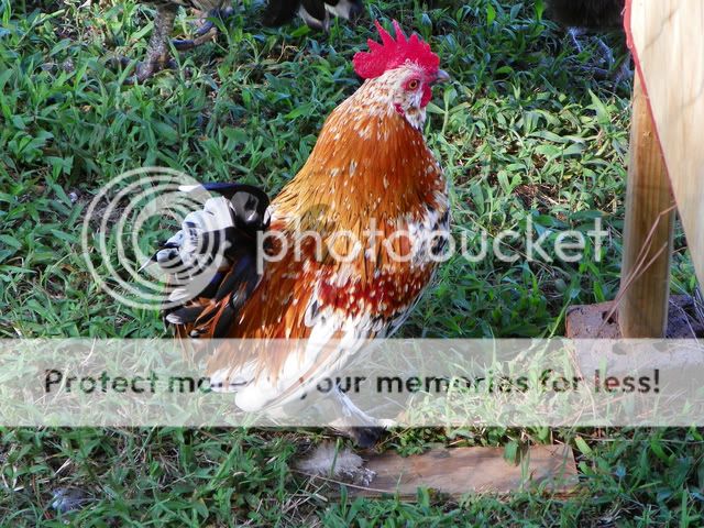 bantam_smal1.jpg