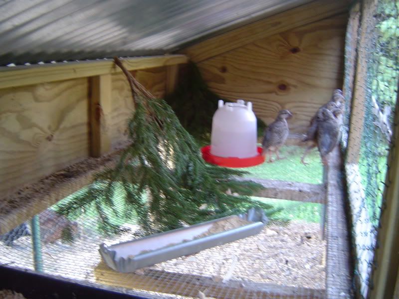 DucksChukar003.jpg