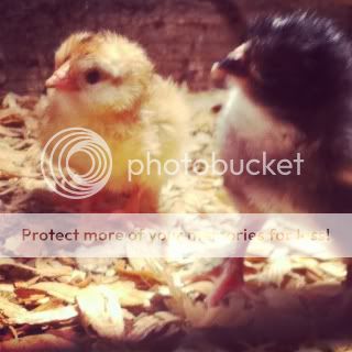 chicks1.jpg
