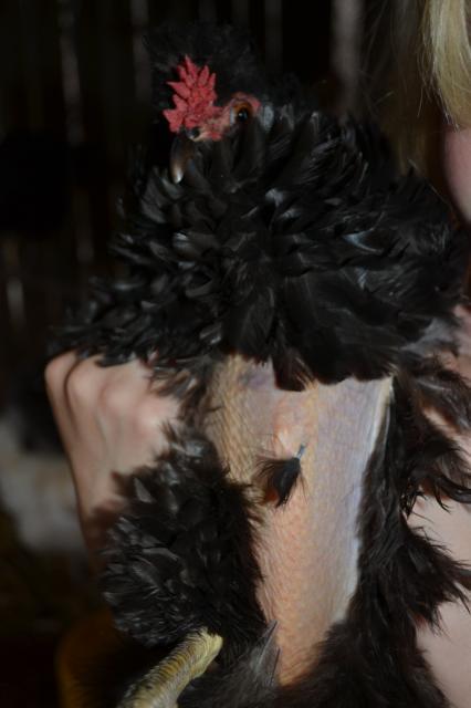 900x600px-LL-876c80b0_111807_dsc_0090.jpeg