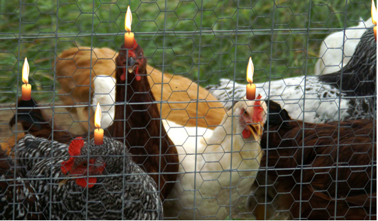 chickencandle.png