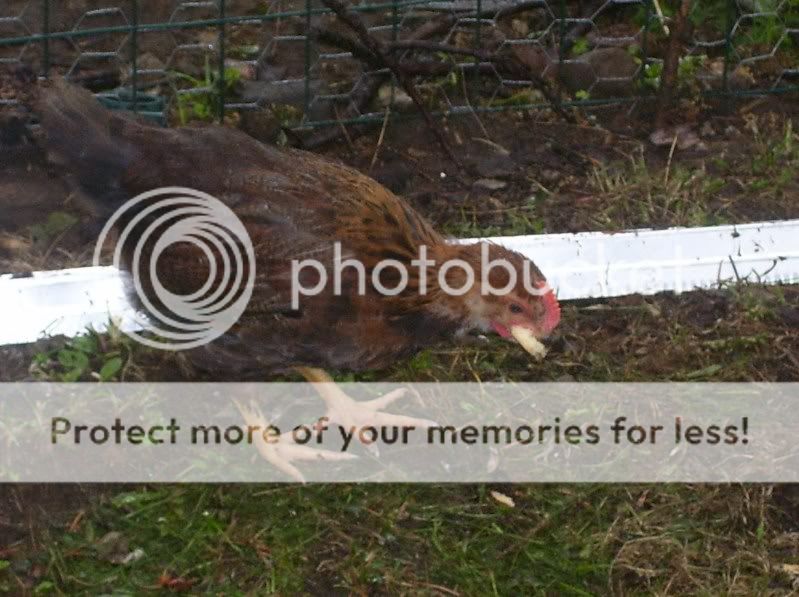 chickens002.jpg