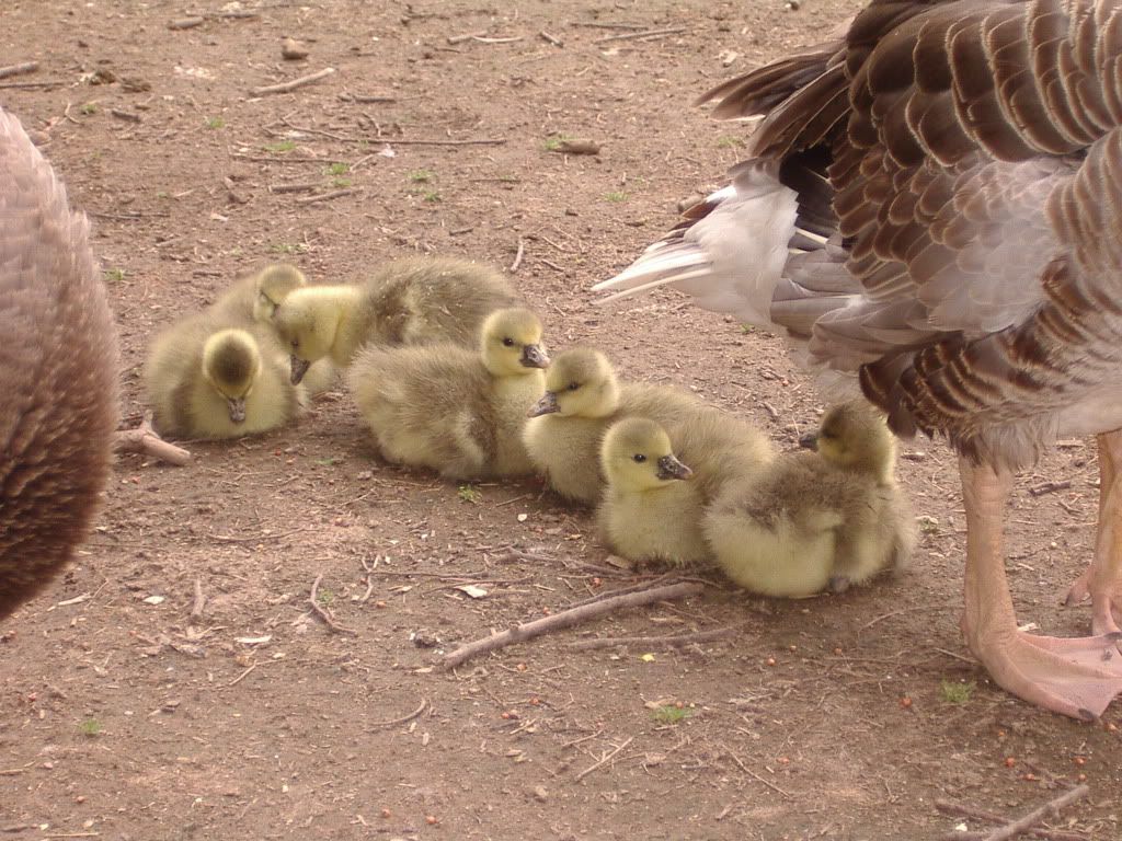 Goslings009.jpg