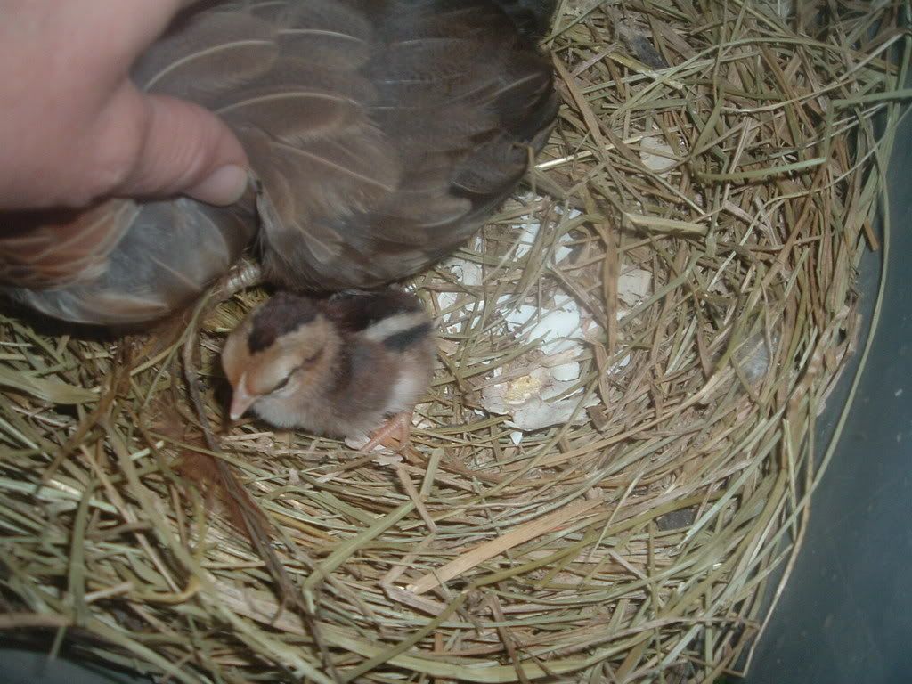 2003_0101firstbabies0002.jpg