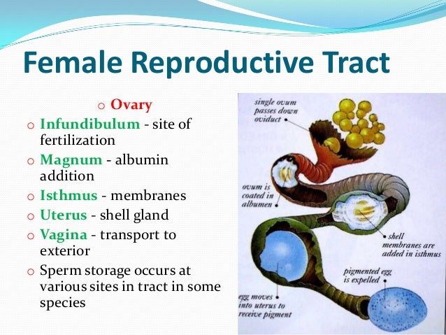 histology-of-avian-female-reproductive-system-4-638.jpg