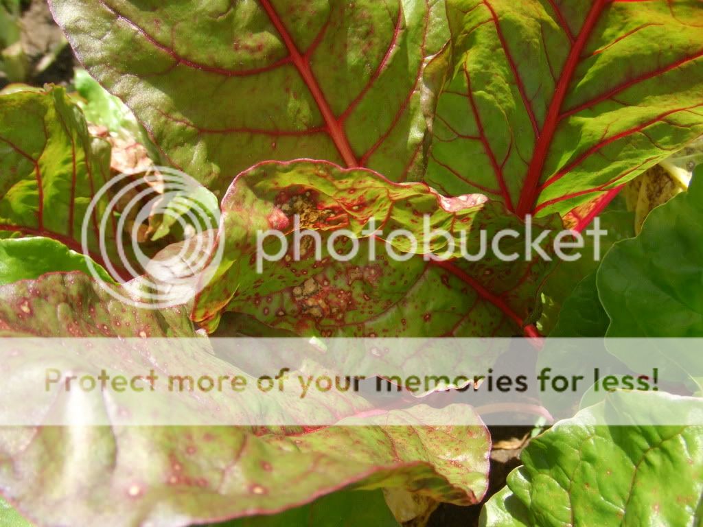 DSCF2348.jpg