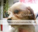 cavachon1.jpg