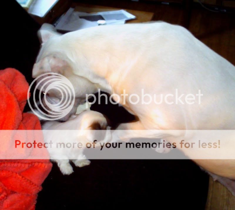 puppyr.jpg