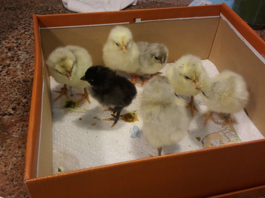 splashchicks.jpg