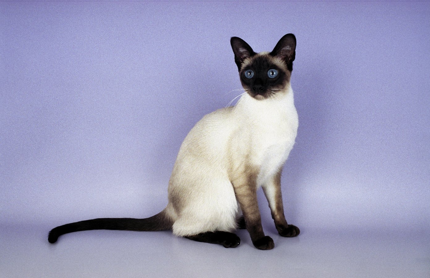 siamese5.jpg