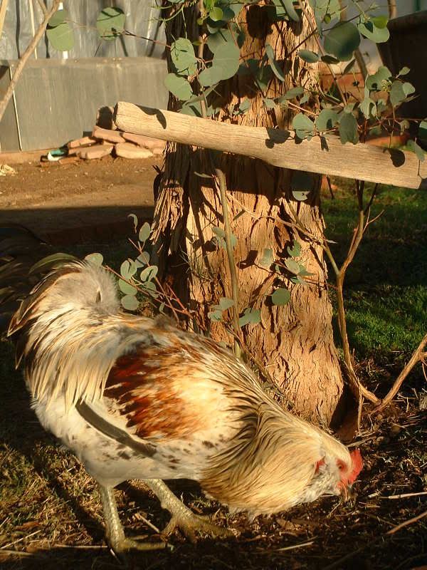 chickens003.jpg