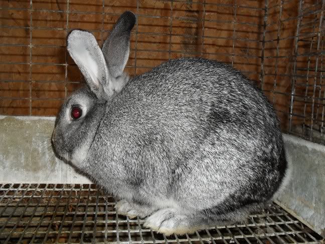 bunniespaintings011.jpg