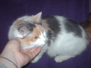 Picture485.jpg