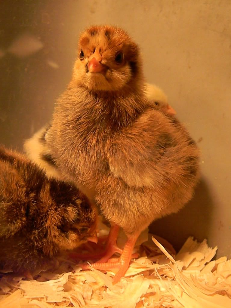 ChickPicks3769.jpg