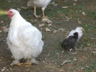 baby003.jpg