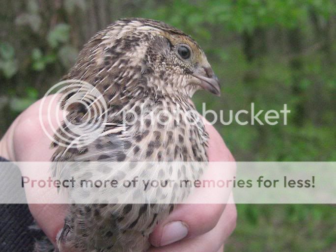 brownhen.jpg