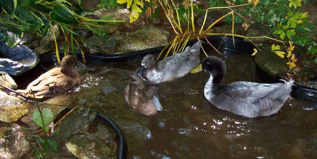 4ducks4.jpg
