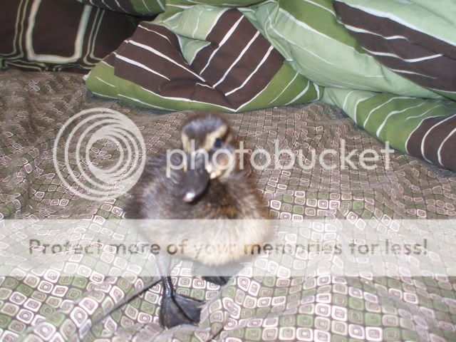Picture064-1.jpg