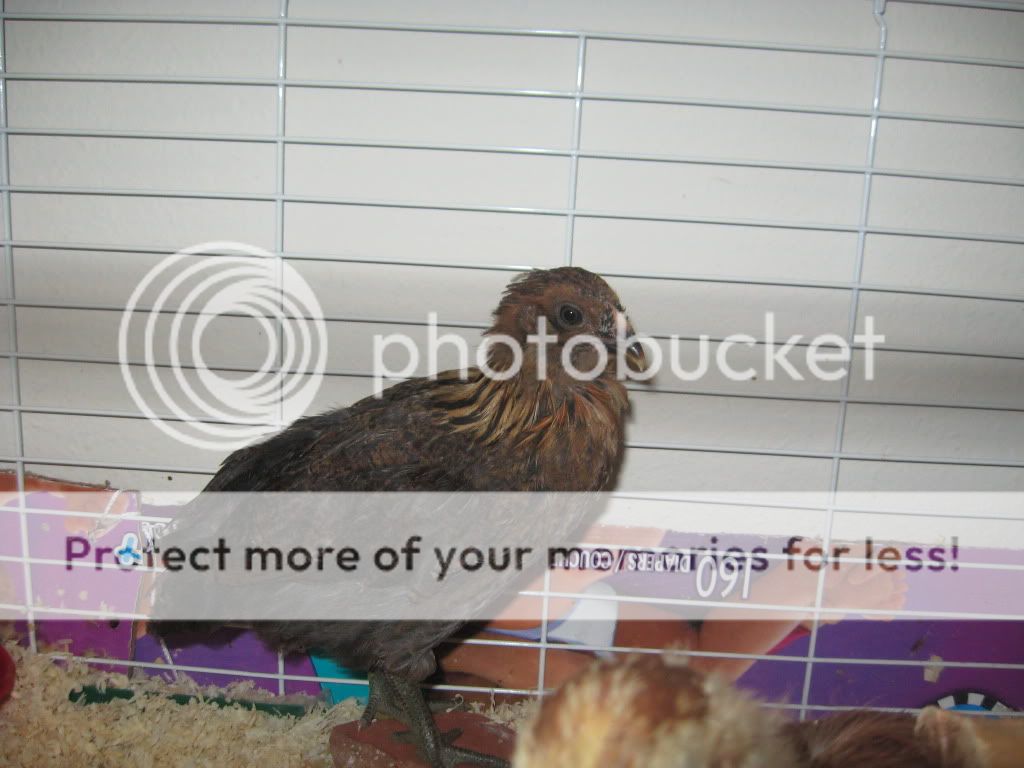 IMG_3073-Copy-Copy3.jpg